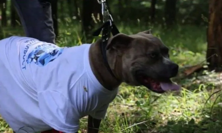 Божков си рекламира партията с питбул и походи на Витоша - Tribune.bg