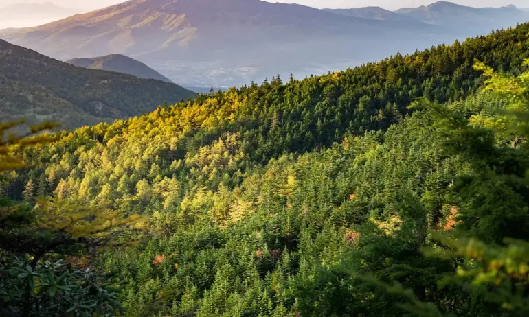 След 48 часа в гората: Спасиха две жени при акция в Трънско - Tribune.bg