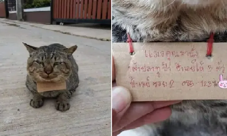 Домашен котарак избяга за 3 дни, върна се с разписка за 3 скумрии - Tribune.bg