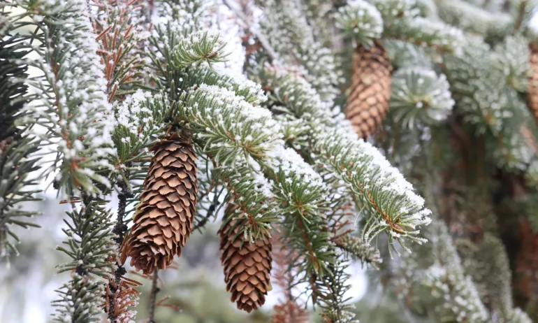 Мъж, изчезнал в планината преди 15 години, открит жив в Пирин - Tribune.bg