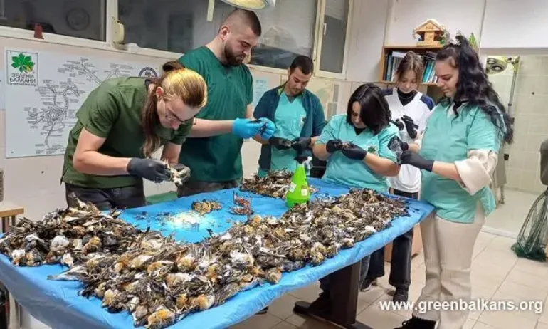 Близо 600 птици са намерени мъртви след новогодишната нощ в Копривщица - Tribune.bg