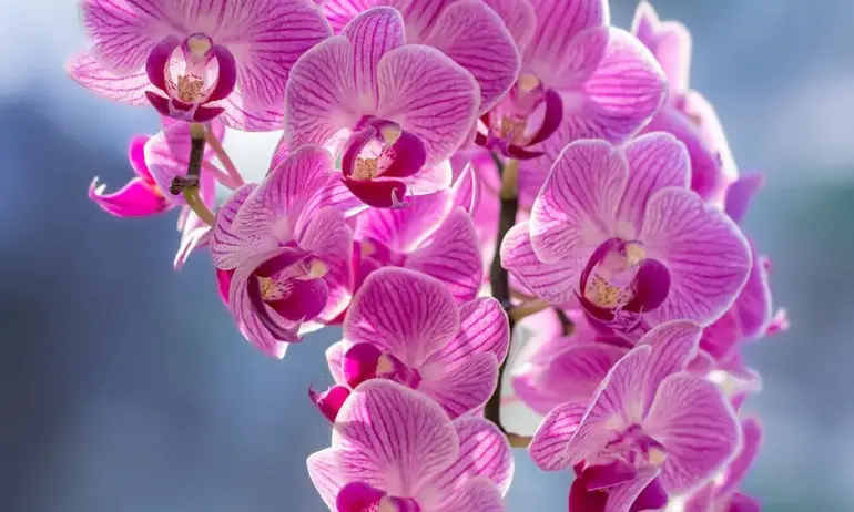 Как да накарате орхидеите си да цъфтят - Tribune.bg