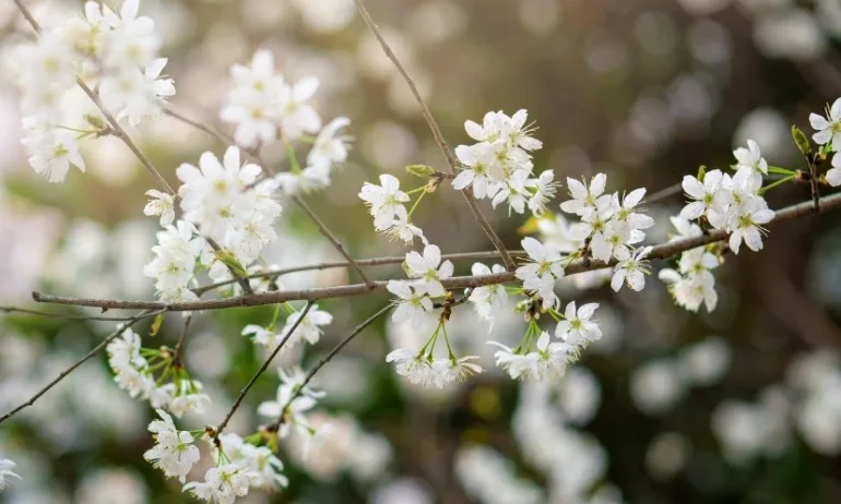 Слънчева неделя с температури до 15 градуса - Tribune.bg