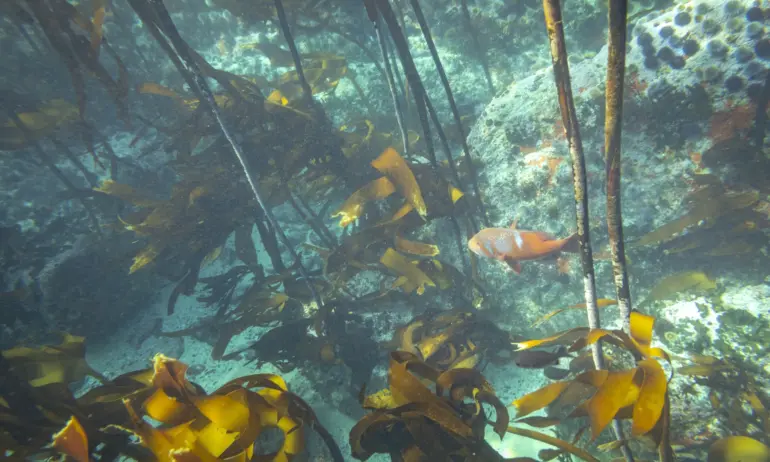 В Световния ден на океаните: Посолството на САЩ у нас напомни за важността им за климата - Tribune.bg