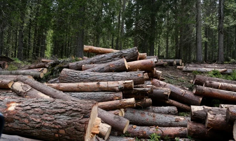 15 акта и 2 спрени склада за дървесина след проверка на Изпълнителна агенция по горите в Угърчин и Луковит - Tribune.bg