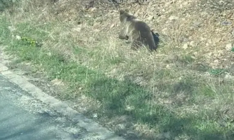 Малко мече обикаля само Беклемето на прохода Троян-Кърнаре - Tribune.bg