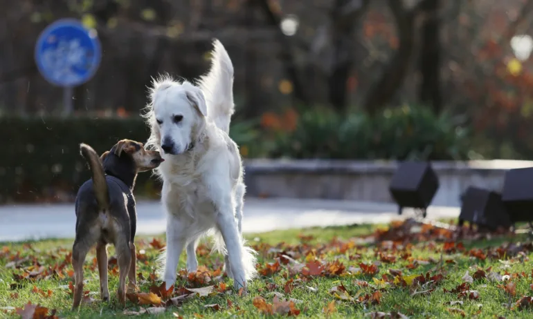 Четири лапи: Престъпленията срещу животни се увеличават - Tribune.bg