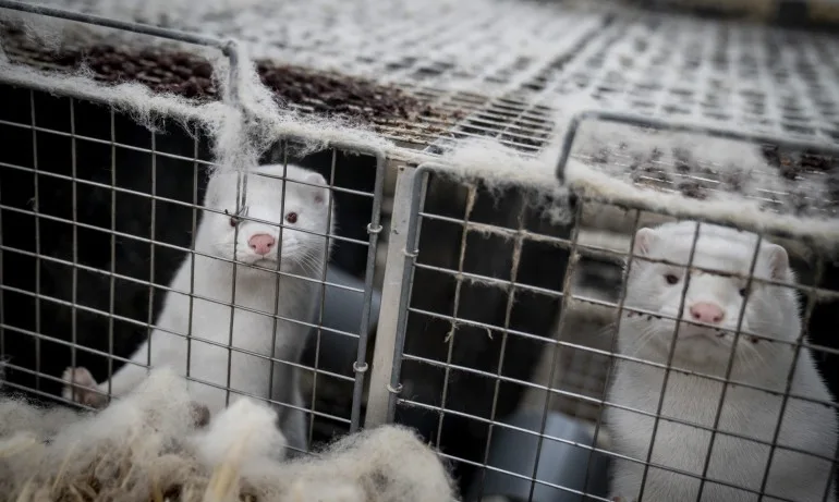 Датският министър на земеделието подаде оставка заради казуса с норките - Tribune.bg