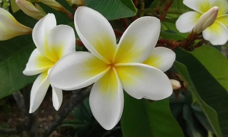Плумерия (Франжипани) – цветето, което може да ви свърже с ангелското царство - Tribune.bg