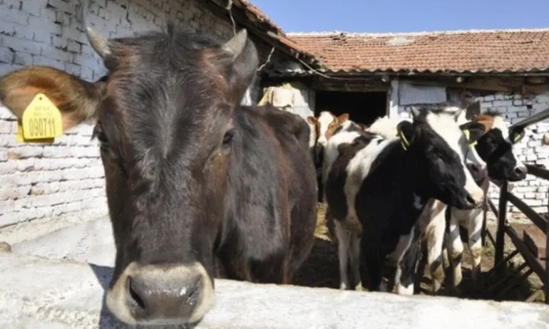 И фермерите на ръба на оцеляването, обмислят протести - Tribune.bg