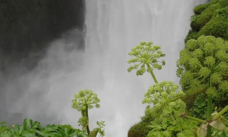 Ангелика – Ангелска трева - Tribune.bg