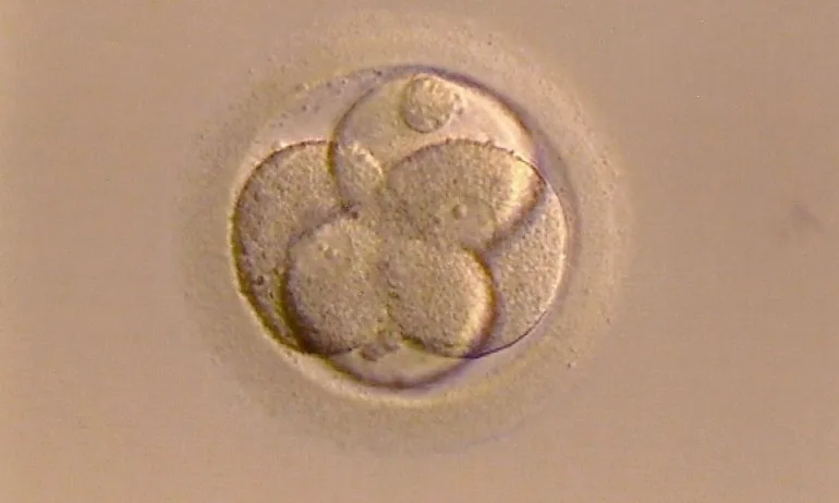 Яйцеклетка на черния пазар се търгува за 1500 лева - Tribune.bg