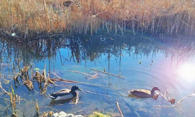 Възстановяват езерата в Южния парк по идея на граждани в платформата Решава София - Tribune.bg