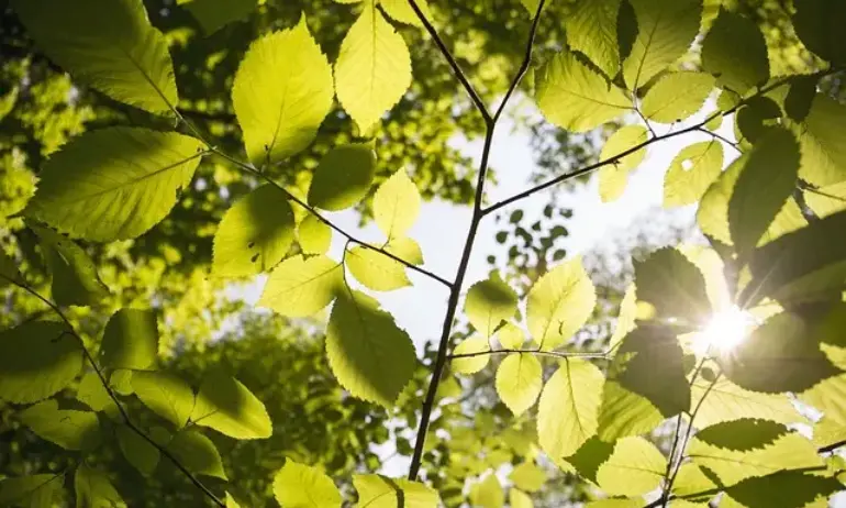 Слънчева неделя с температури до 30 градуса - Tribune.bg