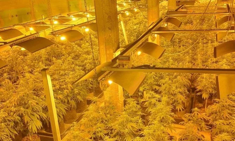 Разкриха модерна лаборатория за производство на марихуана в Ловешко - Tribune.bg