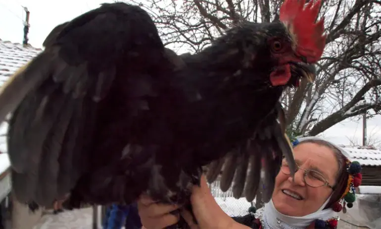 Днес е Сретение Господне. В народните традиции - Петльовден - Tribune.bg