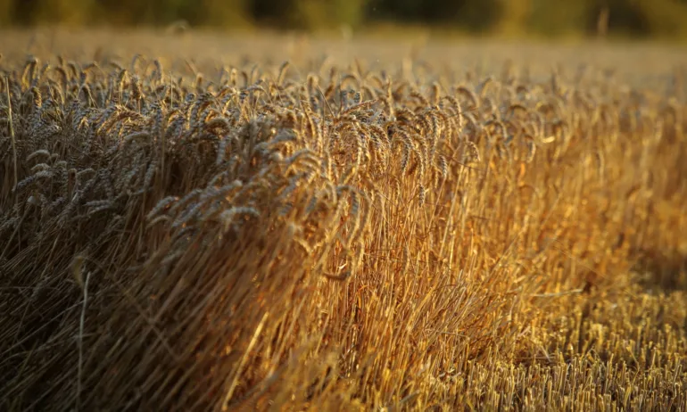 ЕС прекрати забраните за внос на украинско зърно - Tribune.bg