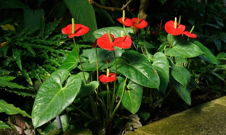 Антуриумът, който обича музиката и човешкия глас - Tribune.bg