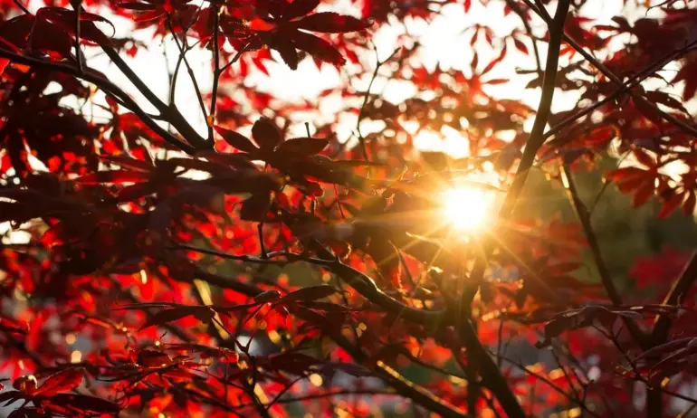 Слънчев четвъртък. До дни температурите падат рязко - Tribune.bg