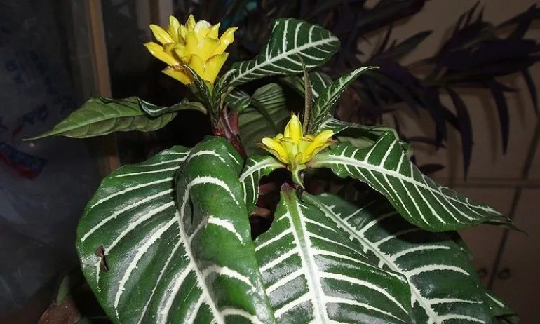 Афеландра - Tribune.bg