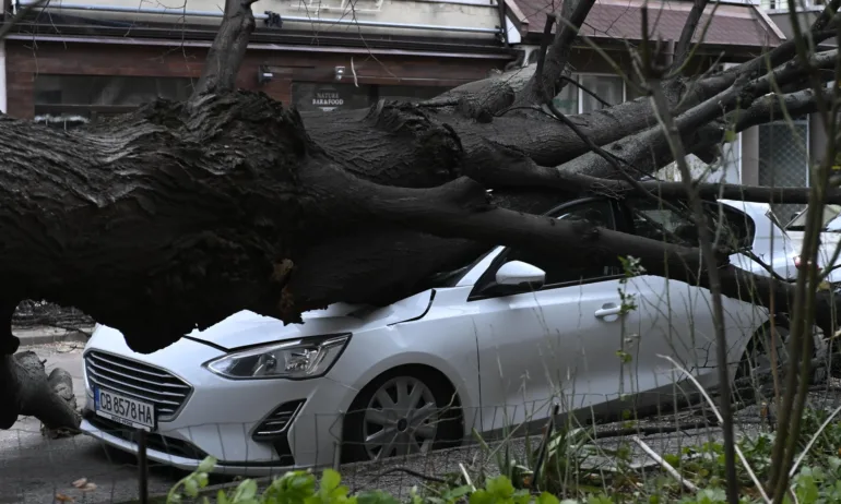 Огромно дърво рухна върху кола в София, по чудо няма жертви - Tribune.bg