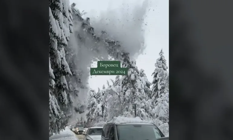 Огромен бор падна насред колона от коли на пътя за Боровец - Tribune.bg