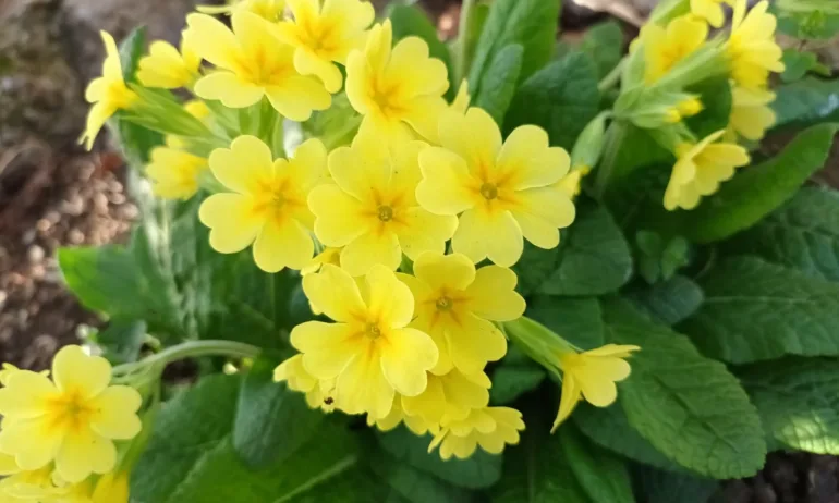 Времето: Слънчево и с летни температури ще е през цялата седмица - Tribune.bg