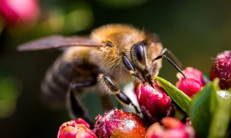 МЗХ свика Консултативен съвет по пчеларство - Tribune.bg