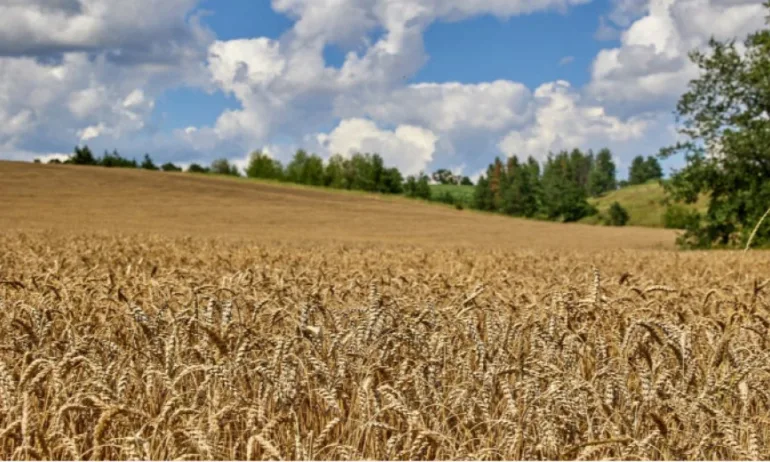 Официално: ЕК забрани вноса на зърнени продукти от Украйна в 5 държави, включително България - Tribune.bg