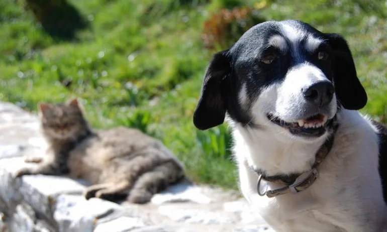 Животните също принадлежат към определен астрологичен знак - Tribune.bg