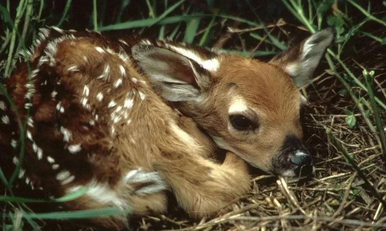 Учени: Ако дойдат извънземните, ще е Годзила срещу Бамби – ние ще сме Бамби - Tribune.bg