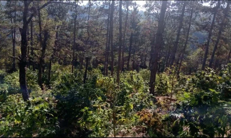 Откриха над 4 тона канабис край Сандански - Tribune.bg