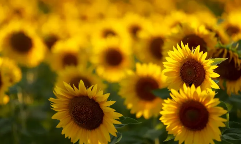 Предприятия за олио са пред затваряне, няма суровина на пазарни цени - Tribune.bg