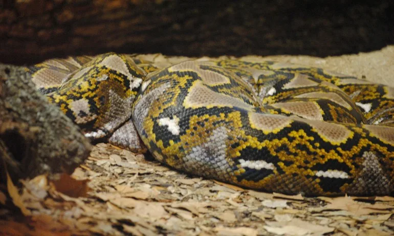 След 8 часа търсене – откриха избягалата змия - Tribune.bg