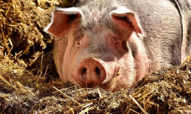 Собственици на свинеферма предлагат по 250 лв. за доброволно умъртвяване на домашни прасета - Tribune.bg
