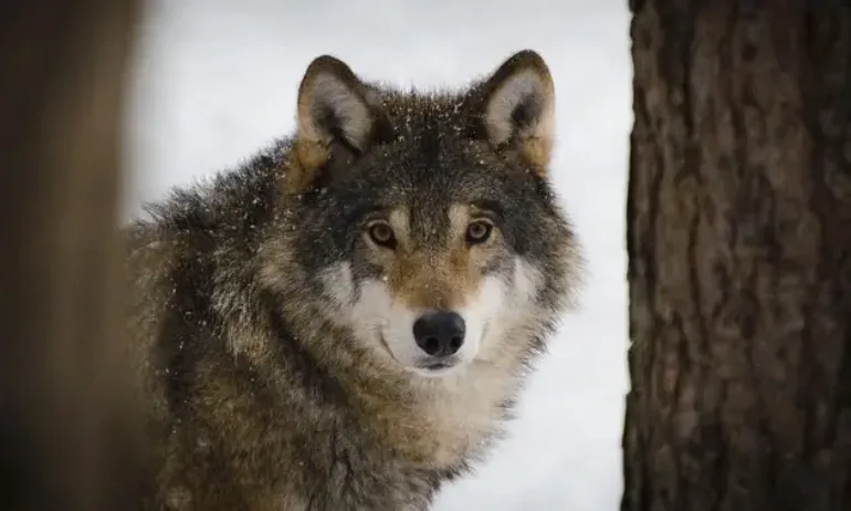 Вълци нападат цели стада в Югозападна България, хората са притеснени - Tribune.bg