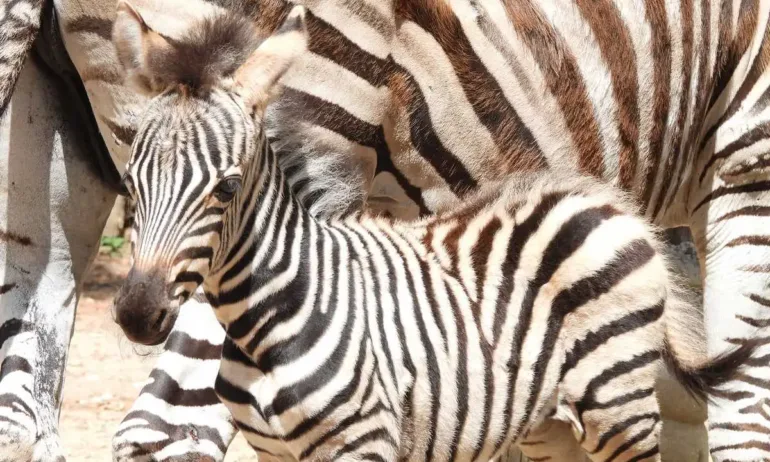 Много нови попълнения в Софийския зоопарк през 2025 г. (ГАЛЕРИЯ) - Tribune.bg