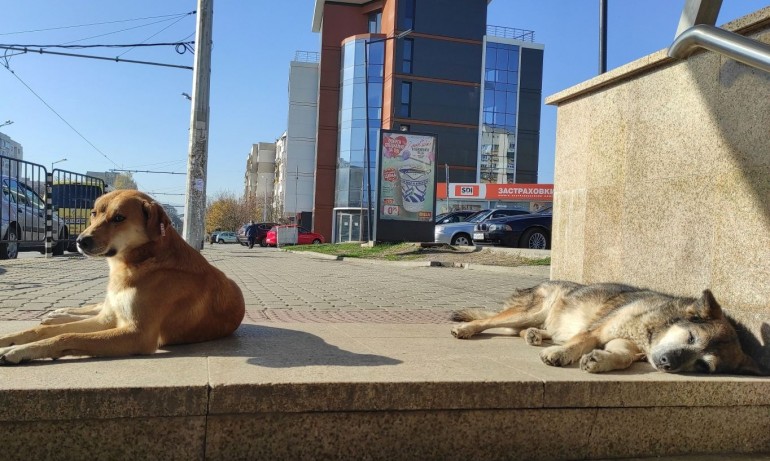 Екоравновесие с кампания да намалява популацията на бездомни кучета - Tribune.bg