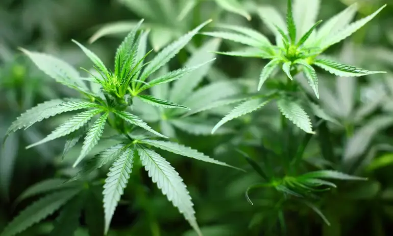 Психолог: Здравословната марихуана е мит и въпрос на лоби - Tribune.bg
