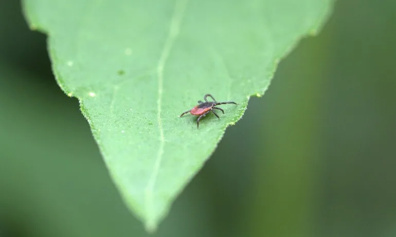 От 12 април започват първите обработки на зелените площи срещу кърлежи - Tribune.bg