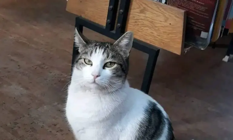Happy Ending: George the Cat Triumphs Over Library Director, Secures Home in Plovdiv Public Library - Tribune.bg
