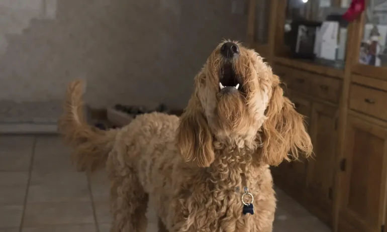Мъж от Поморие намушкал с нож съседите си заради лай на домашното им куче - Tribune.bg