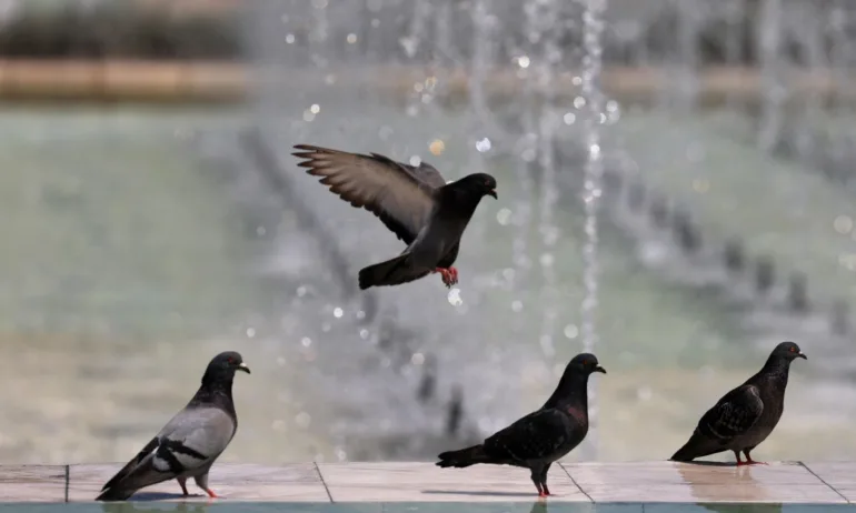 Оранжев код за много горещо време - Tribune.bg