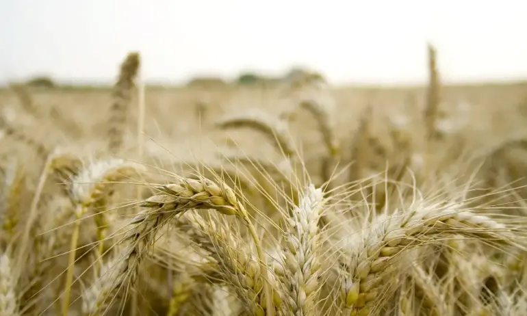 България ще се откаже от забраната за внос на украинско зърно - Tribune.bg