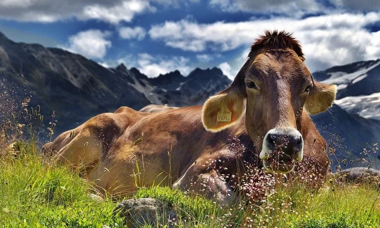 В Швейцария гласуват на референдум заради кравите - Tribune.bg