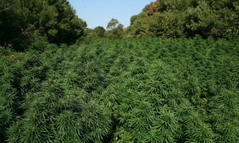 Арестуваха двама братя, засадили цяла нива с канабис край Созопол - Tribune.bg