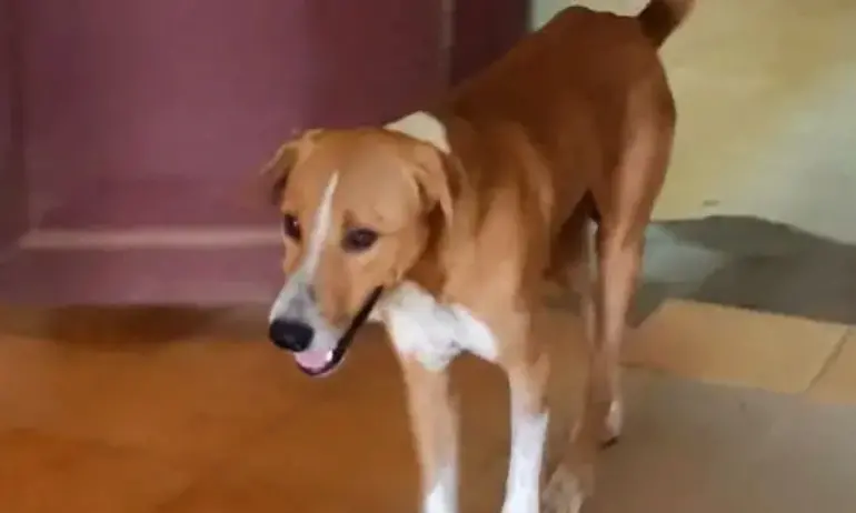 Куче чака собственика си четири месеца пред моргата (ВИДЕО) - Tribune.bg