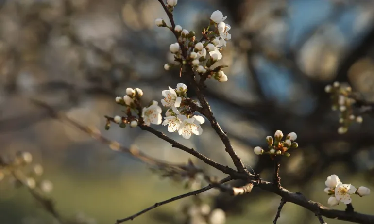 Пролетта идва, очаква ни топло време и по-високи температури - Tribune.bg