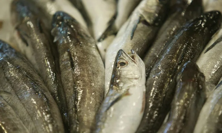 На първо четене: Любителският риболов в Черно море – с риболовен билет - Tribune.bg