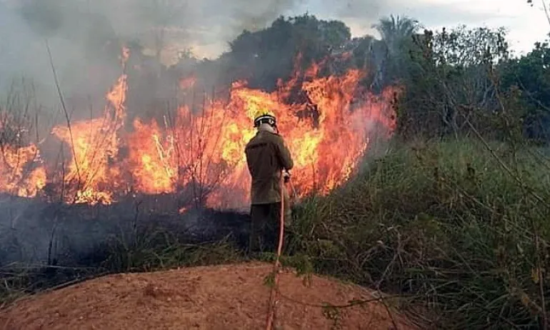Броят на пожарите в Амазонската джунгла продължава да расте - Tribune.bg